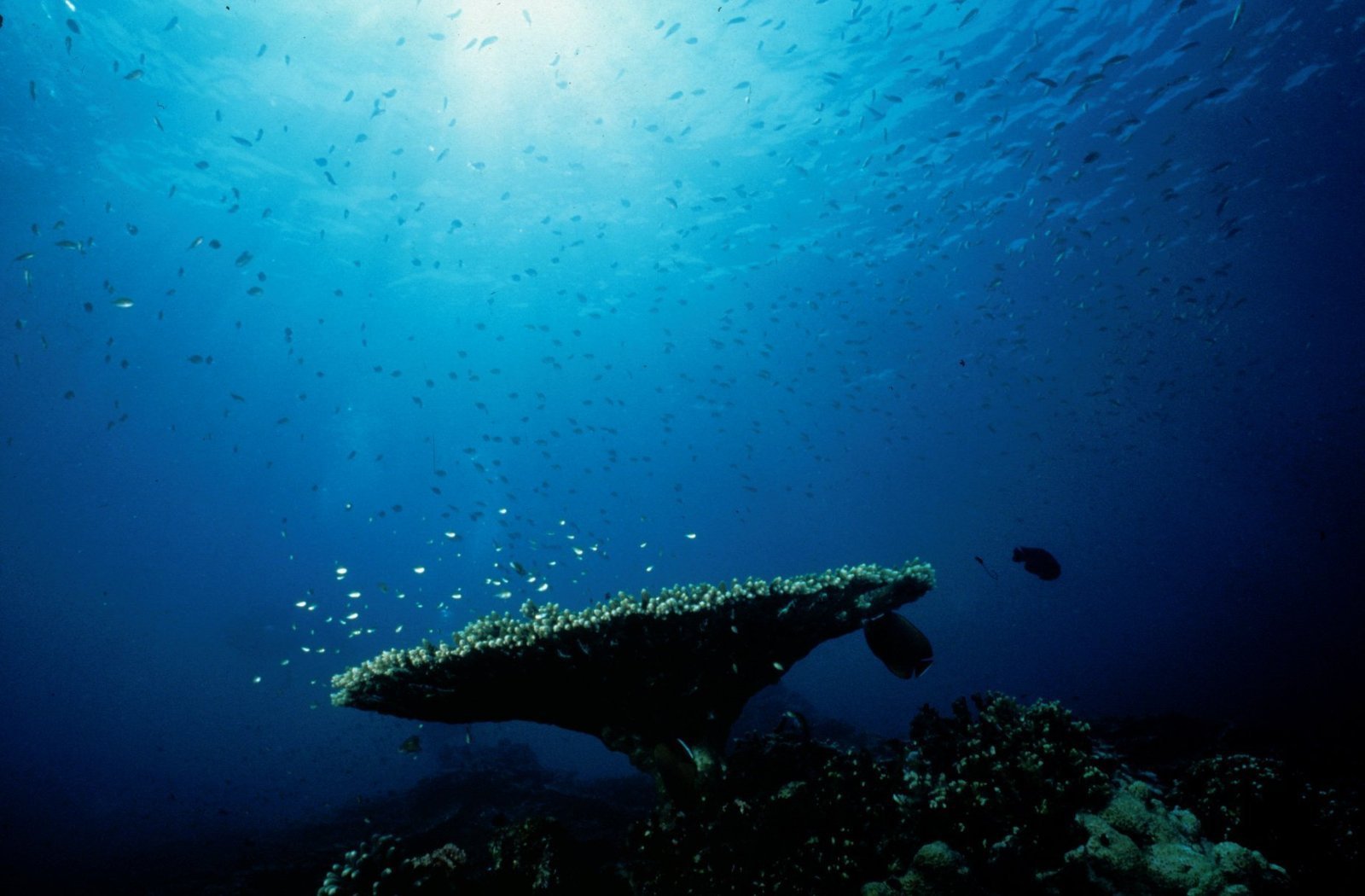 Table corals photographed underwater.
